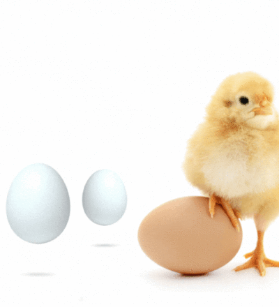 #foodtech: egg substitute for the food industry