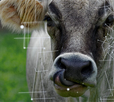Happy or unhappy cow? Data Science takes us closer to animal welfare 