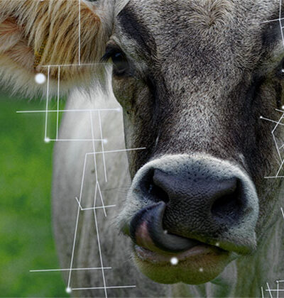 Happy or unhappy cow? Data Science takes us closer to animal welfare 