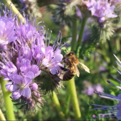 Eintauchen in die Welt der Bienen: Multifunktionales Bienenzentrum
