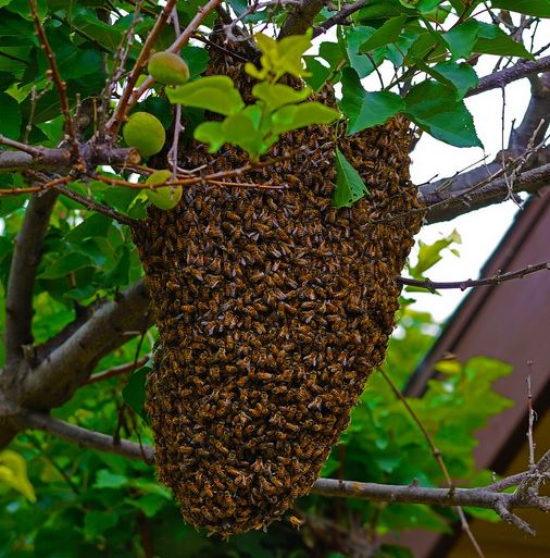 Honigbiene, Mensch und Zukunftsfragen