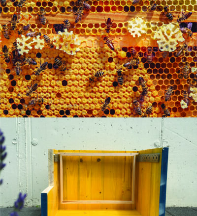 Product development of a bee hive heating system for combatting the Varroa mite